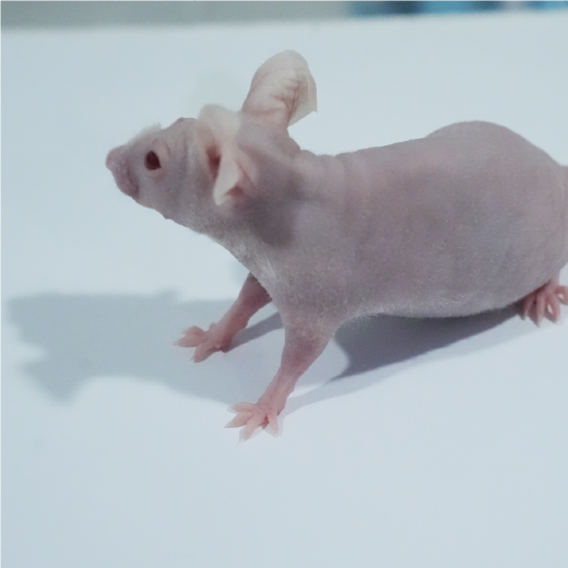 移植性肺癌动物模型