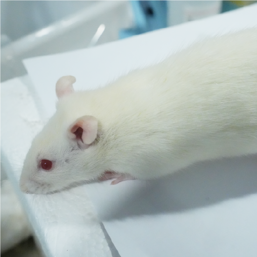 肥胖动物模型