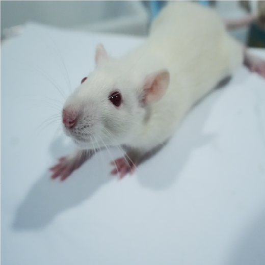 颅骨损伤动物模型