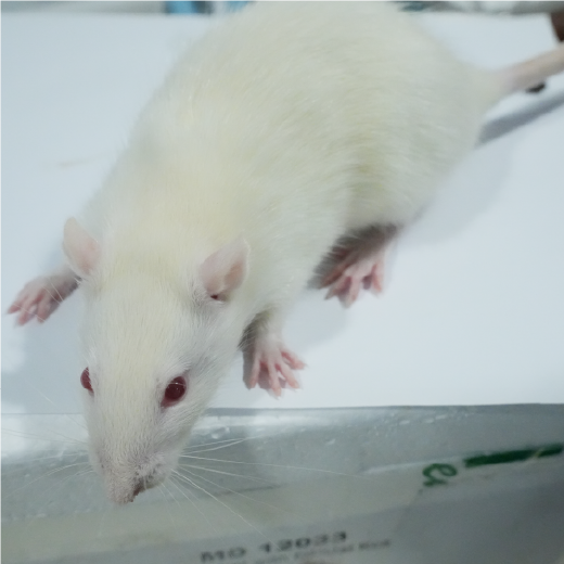 骨质疏松症动物模型