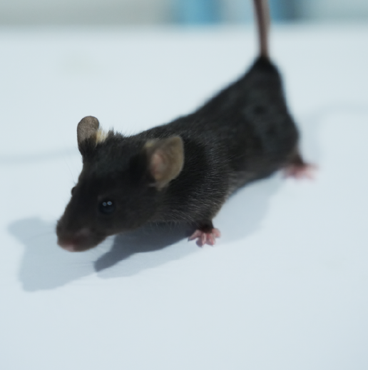 创伤性脑损伤动物模型