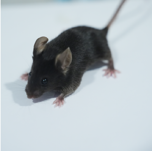 肝纤维化动物模型