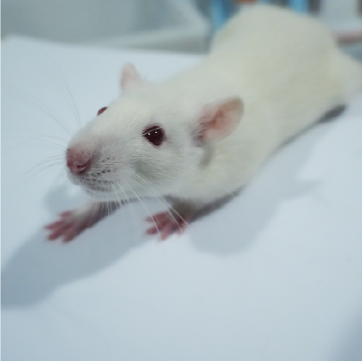 骨关节炎动物模型