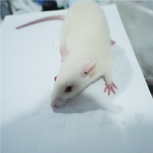 口腔溃疡动物模型