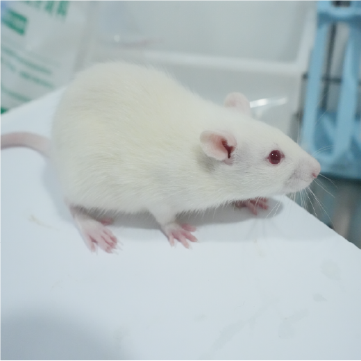 肌肉减少症动物模型