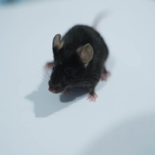 子宫内膜异位动物模型