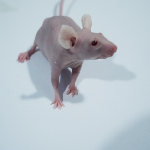 肾动脉狭窄动物模型