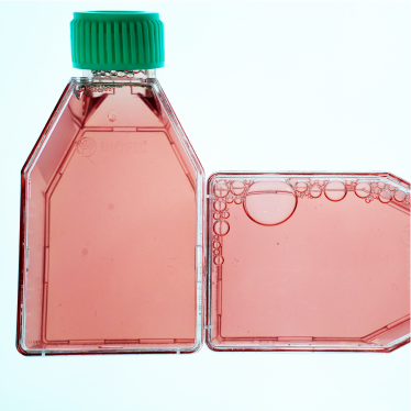 KGN人卵巢颗粒细胞