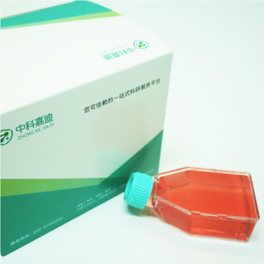 HSF人包皮成纤维细胞