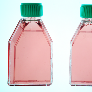 A549非小细胞肺癌细胞