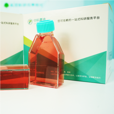 OCM-1人眼脉络膜黑色素瘤细胞