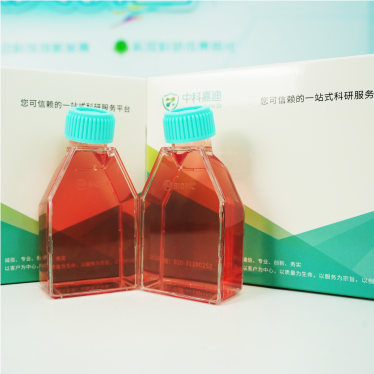 HUVEC人脐静脉内皮细胞