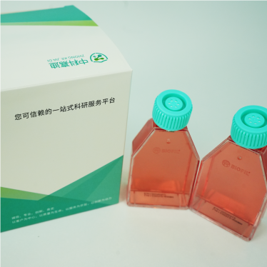 HEK-293T人胚肾细胞